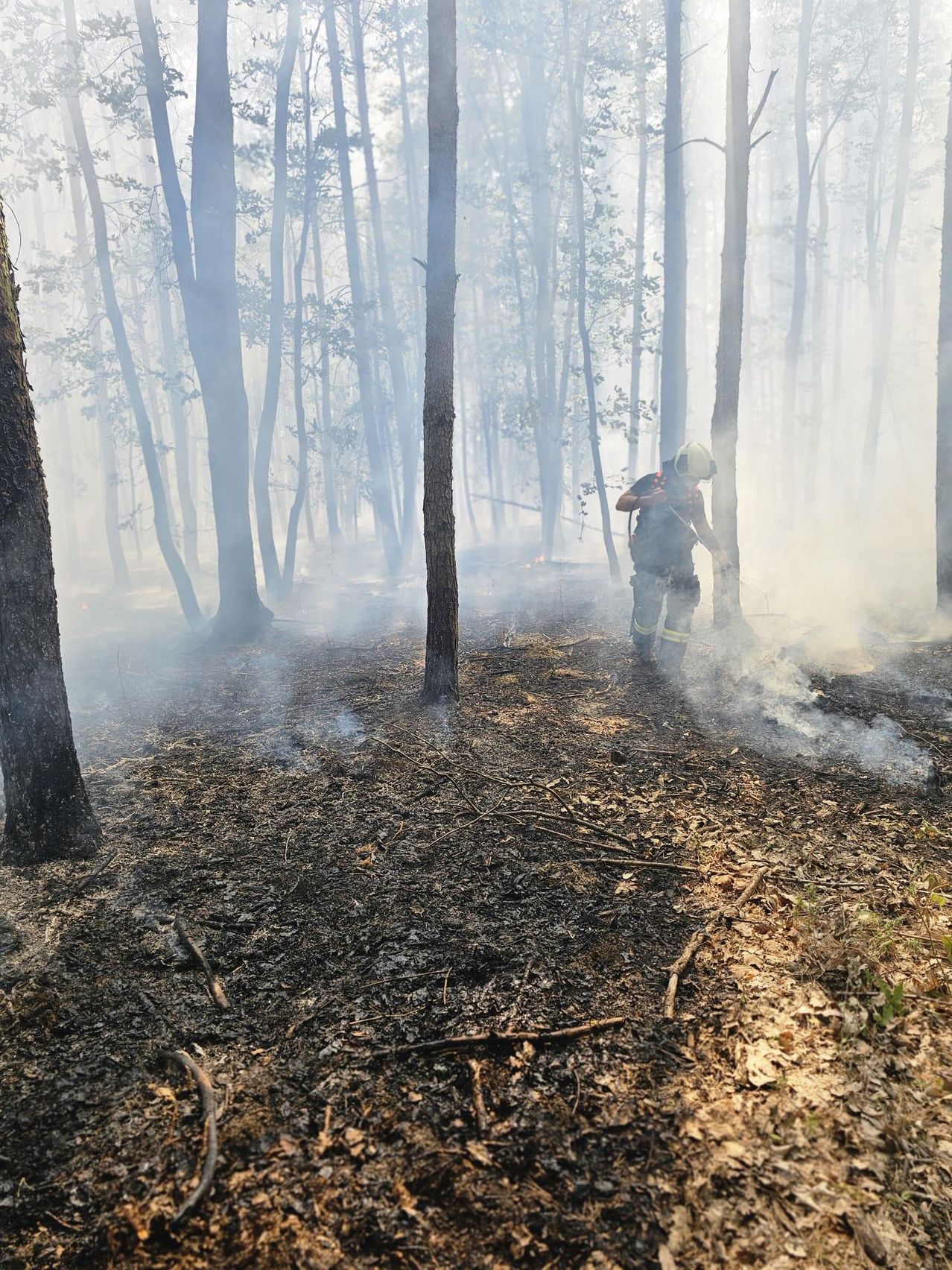 Ein Feuerwehrmann in voller Ausrüstung bekämpft einen Waldbrand und löscht mit einem Schlauch Flammen in der Nähe eines Baumes. Der Wald ist voller Rauch und verkohlter Erde.