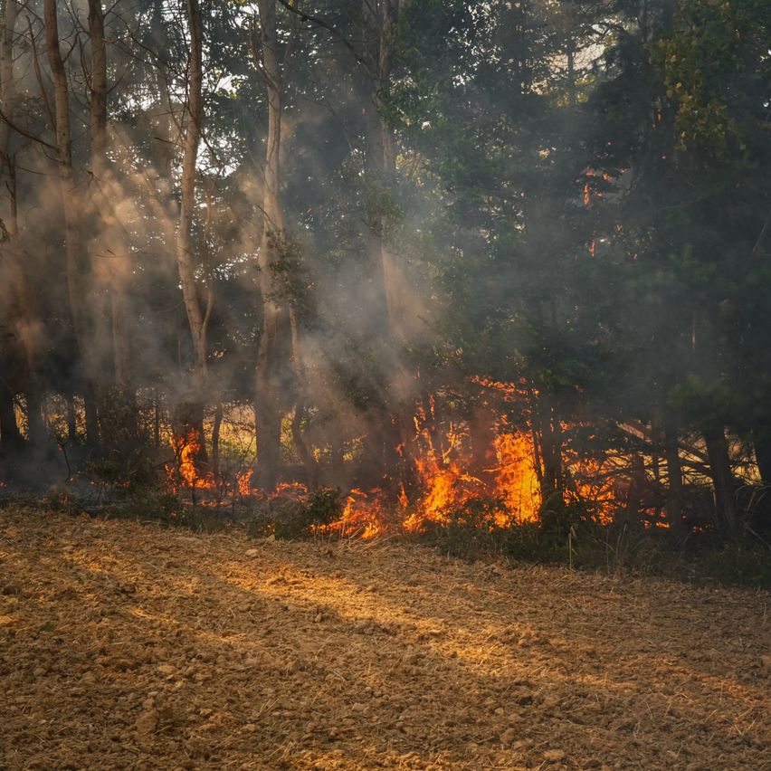 Ein Waldbrand brennt am Rande eines Feldes, wobei Rauch in die Luft aufsteigt. Bäume und Pflanzen brennen und schaffen eine gefährliche und zerstörerische Szene.