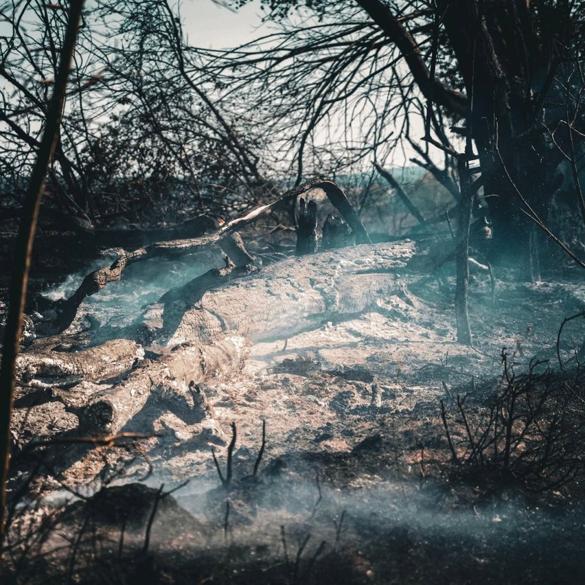 Eine Waldlandschaft zeigt verkohlte Bäume und Boden, wobei Rauch aus der Asche aufsteigt, was auf ein kürzliches Feuer hinweist.