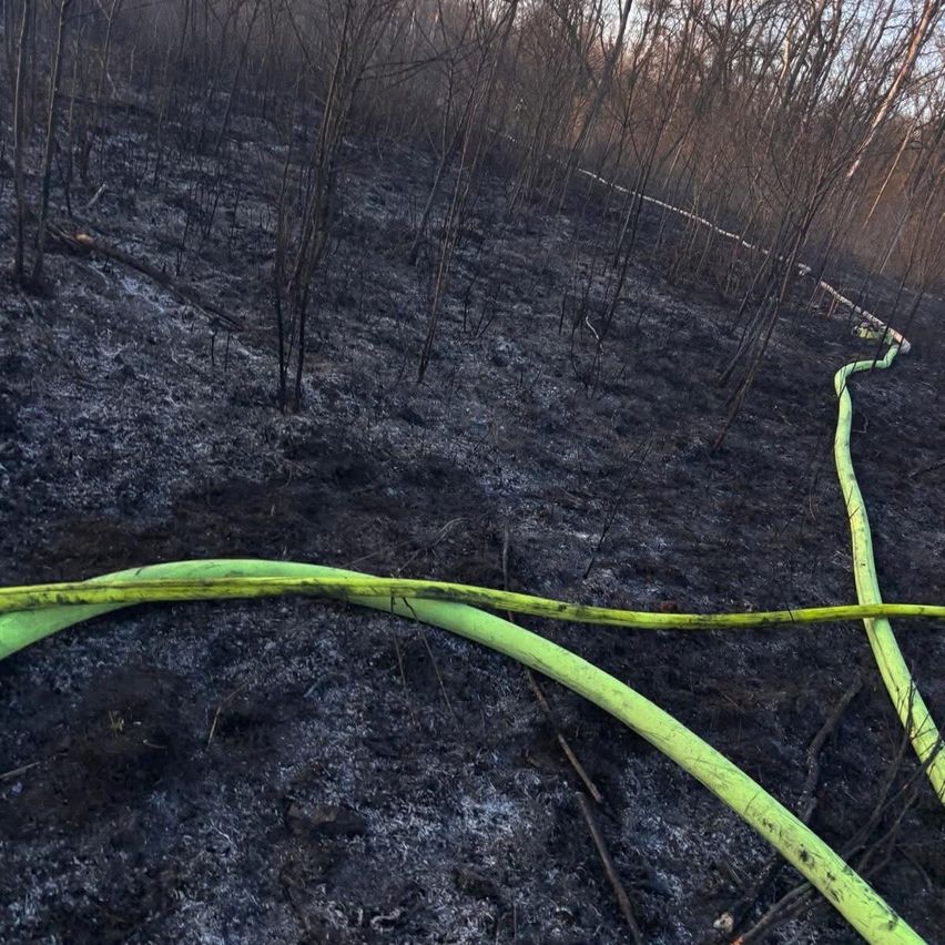 Ein verbranntes Gebiet mit kahlen Bäumen und einem grünen Schlauch auf dem Boden. Die Bäume haben keine Blätter.