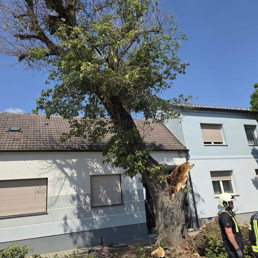 Ein großer Baum ist in der Nähe eines Hauses umgefallen. Ein Feuerwehrmann steht neben dem Baum. Ein Fahrrad liegt auf dem Boden.