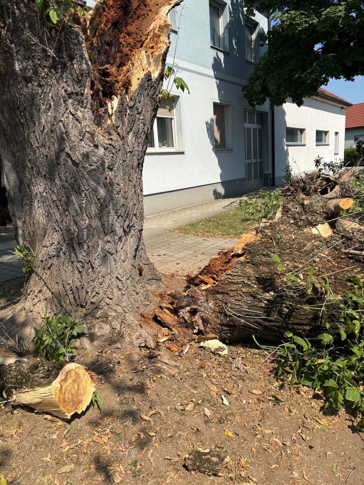 Ein großer Baum ist vor einem weißen Haus umgefallen. Der Baumstamm ist geschnitten und Äste und Blätter liegen auf dem Boden. Das Haus hat mehrere Fenster und eine Tür.