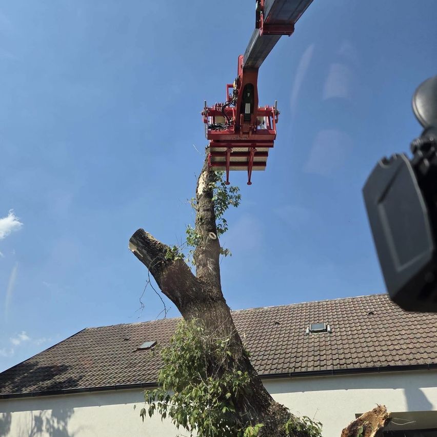 Ein Arbeitskorb schneidet einen Baum vor einem Haus mit einem braunen Dach unter einem klaren Himmel ab.
