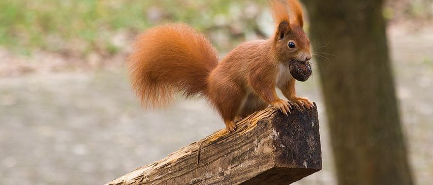 Bild enthält, Animal, Mammal, Rodent, Rat, Squirrel