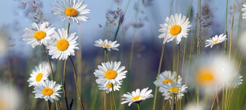 A field of white and yellow daisies with green stems and a blue sky background.