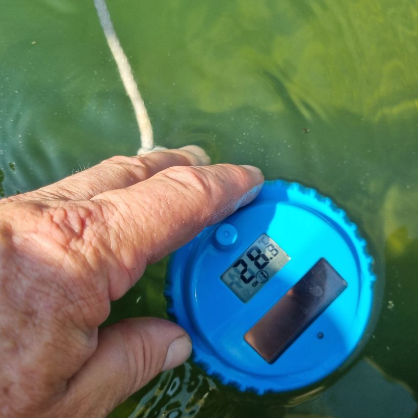 Eine Hand hält ein blaues Wassertemperatur-Messgerät, das 28,3 Grad Celsius anzeigt, untergetaucht in grünem Wasser.