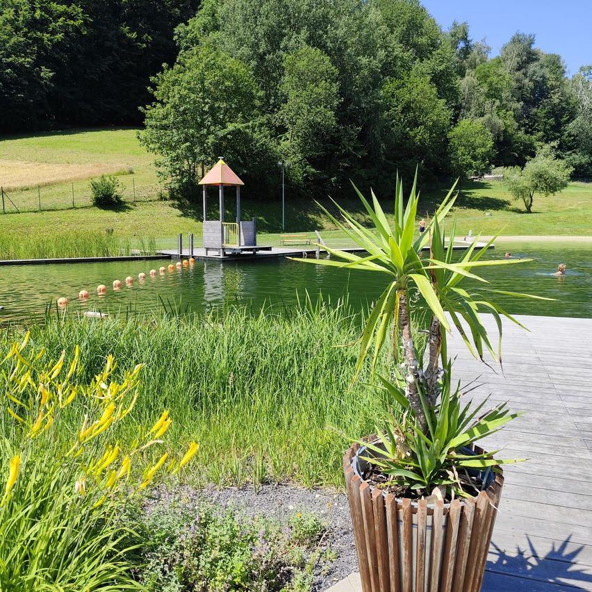 Eine ruhige Außenfläche mit einem Teich, einem Pavillon und Bäumen. Eine Person schwimmt im Teich. Ein Holzdeck führt zum Teich mit einem Topfpflanzen.