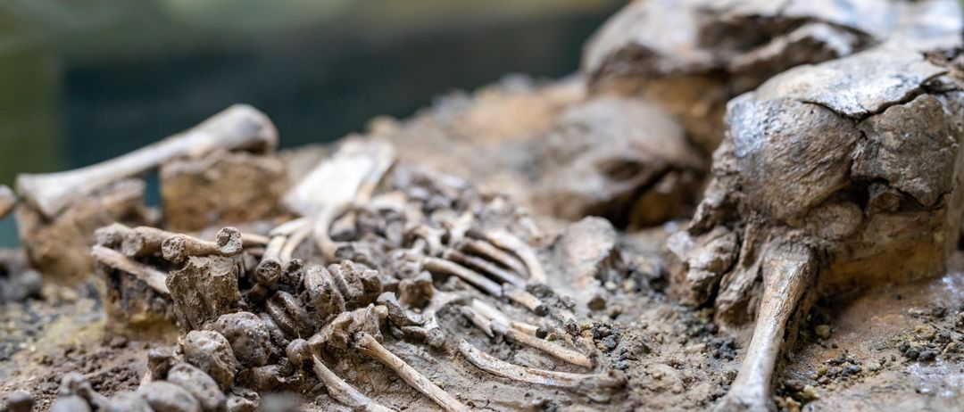 Eine Nahaufnahme von alten menschlichen Überresten, einschließlich Schädel und Knochen, liegt auf einer Erdoberfläche und deutet auf eine Grabstätte hin.