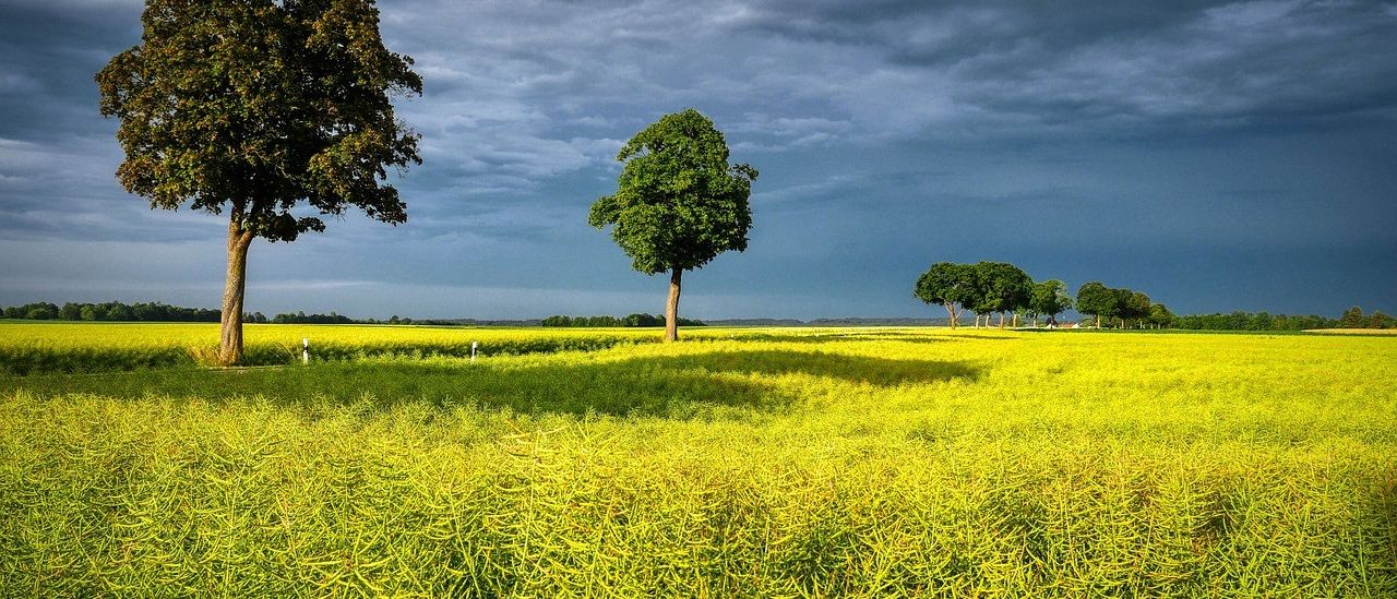 Bild enthält, Tree, Field, Grassland, Landscape, Scenery, Summer, Horizon, Sky, Meadow, Grass