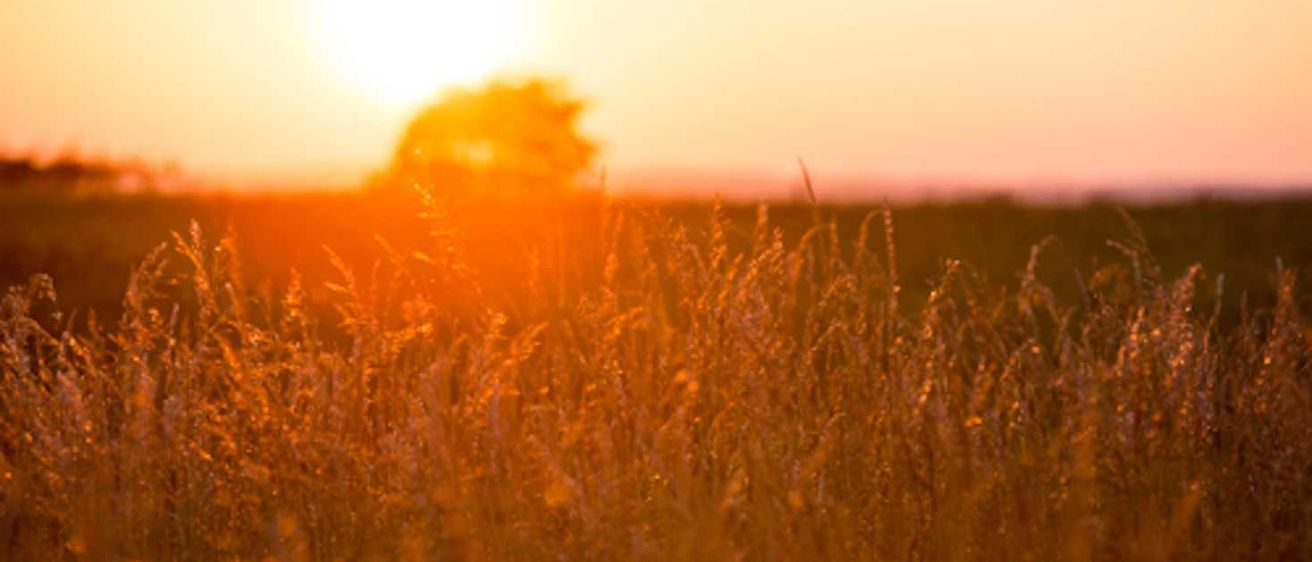 Bild enthält, Nature, Outdoors, Sky, Grass, Sunlight, Sunrise, Field, Grassland, Horizon, Sun