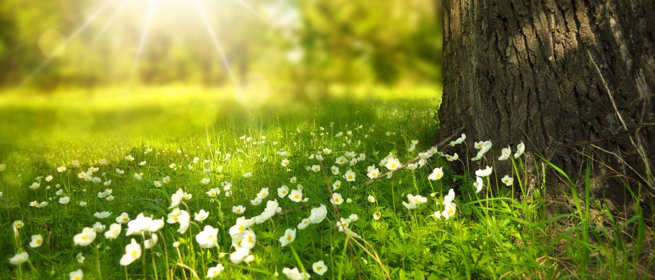 Ein Feld mit weißen Blumen und grünen Blättern unter hellem Sonnenlicht mit einem großen Baumstamm an der Seite.