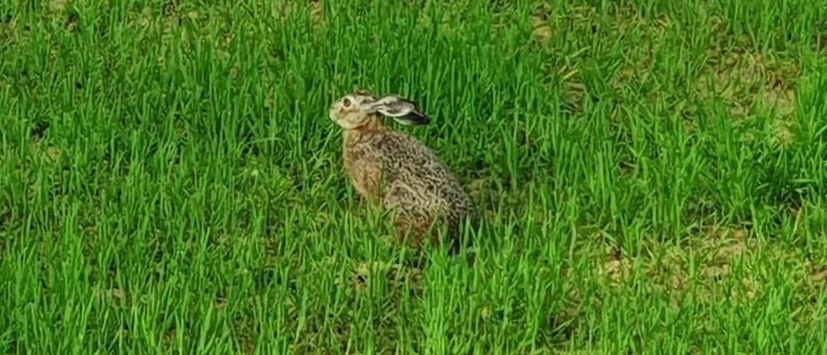 Ein brauner Hase sitzt in einem Feld mit üppigem grünem Gras, möglicherweise ruht er oder beobachtet seine Umgebung.