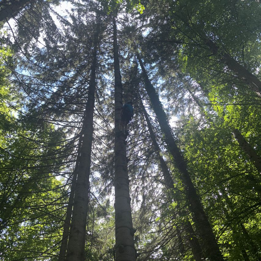 Eine Person klettert in einem dichten Wald in einen hohen Baum, wobei das Sonnenlicht durch die Blätter filtert.