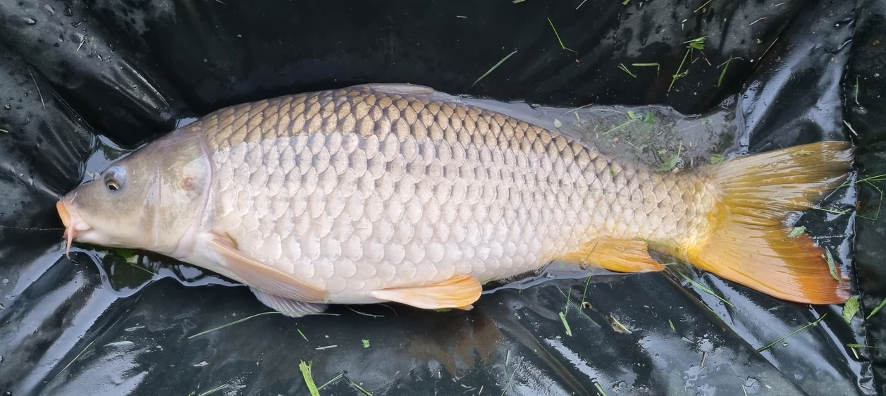 v1_migrated_image_60164071