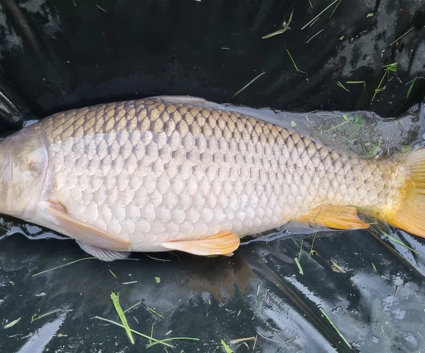 v1_migrated_image_60164071