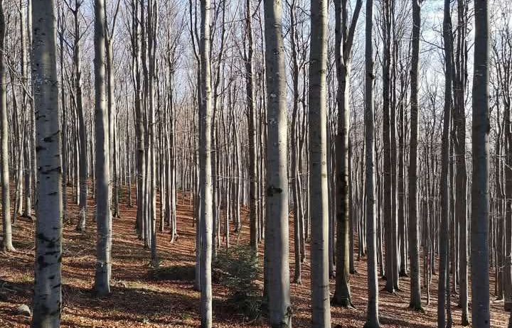 Ein dichter Wald mit hohen, dünnen Bäumen und einer Schicht ausgefallener Blätter auf dem Waldboden. Die Bäume sind kahl, und Sonnenlicht filtert durch die Baumkronen.