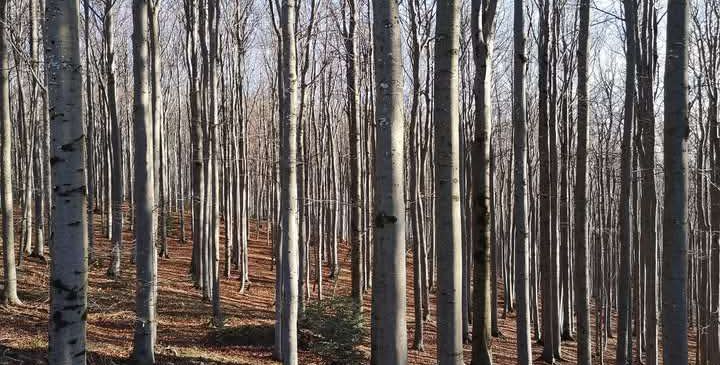 Ein dichter Wald mit hohen, dünnen Bäumen und einer Schicht ausgefallener Blätter auf dem Waldboden. Die Bäume sind kahl, und Sonnenlicht filtert durch die Baumkronen.