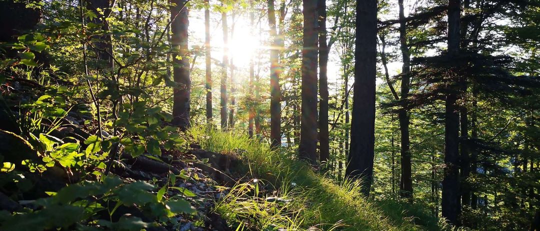 Sonnenlicht bricht durch hohe Bäume in einem dichten Wald und erhellt den Waldboden mit einem warmen Glanz.