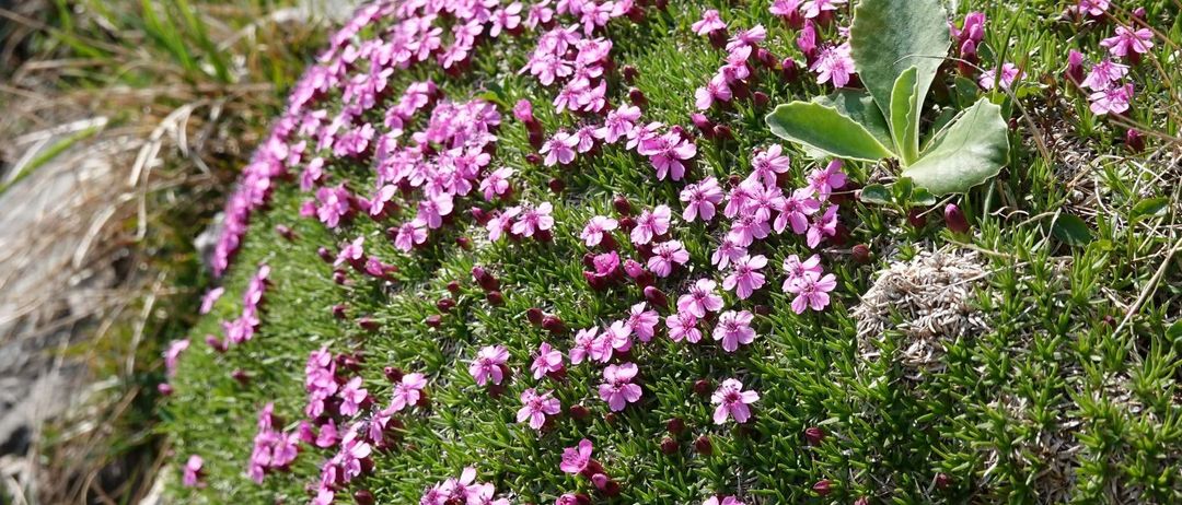 Eine Ansammlung von rosa Blüten wächst auf einer felsigen Oberfläche. Die Blüten haben fünf Blütenblätter und sind von grünen Blättern umgeben. Der Hintergrund ist unscharf.