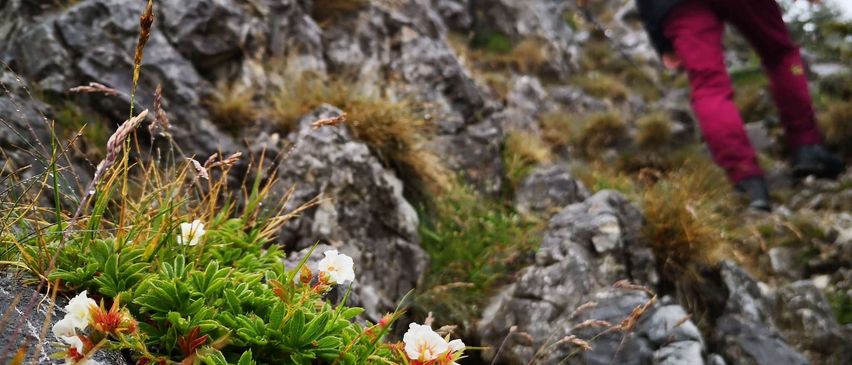 Hiker mit Rucksäcken navigieren durch felsiges Gelände, wobei eine Person über Steine klettert. Im Vordergrund befinden sich leuchtend grüne Pflanzen mit weißen Blüten.