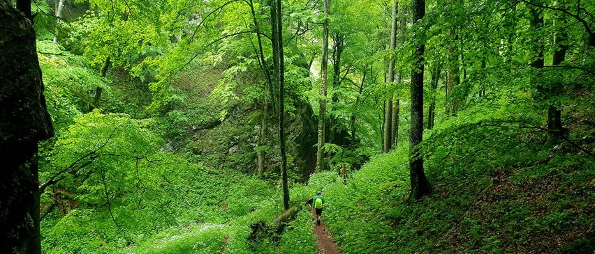 Eine Person wandert in einem üppig grünen Wald und trägt einen Rucksack. Der schmale Pfad ist von hohen Bäumen und Felsen umgeben.