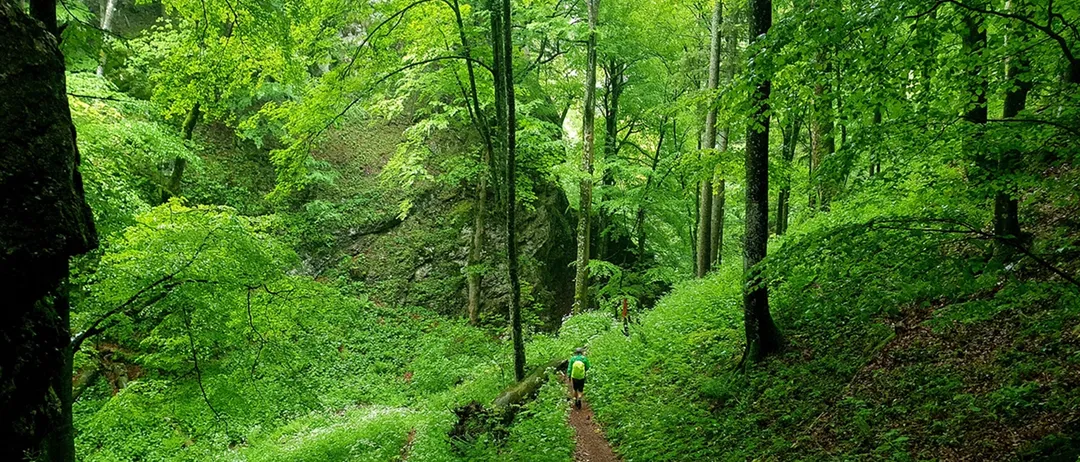 Eine Person wandert in einem üppig grünen Wald und trägt einen Rucksack. Der schmale Pfad ist von hohen Bäumen und Felsen umgeben.