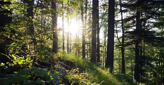 Ein dichter Wald mit Sonnenlicht, das durch die Bäume filtert und eine ruhige und friedliche Atmosphäre schafft.