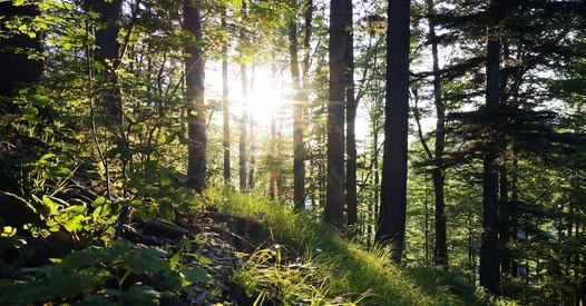 Ein dichter Wald mit Sonnenlicht, das durch die Bäume filtert und eine ruhige und friedliche Atmosphäre schafft.