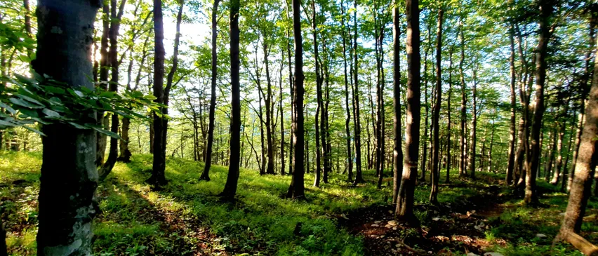 Ein dichter Wald mit hohen Bäumen und üppigem Grün. Sonnenlicht filtert durch das Blätterdach und wirft Schatten auf den Boden.