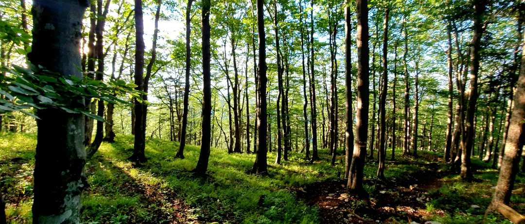Ein dichter Wald mit hohen Bäumen und üppigem Grün. Sonnenlicht filtert durch das Blätterdach und wirft Schatten auf den Boden.