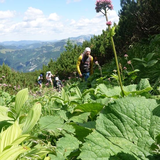 Eine Gruppe von Wanderern geht in einem üppig grünen Berggebiet. Eine Person führt die Gruppe mit einer rosa Blume im Vordergrund.