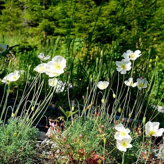 Eine Wiese mit weißen Blüten und hohen Stielen wächst zwischen Felsen und grünen Büschen. Die Blüten haben gelbe Zentren.