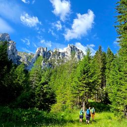 Drei Wanderer gehen durch einen Wald mit hohen Bäumen und einem Hintergrund von felsigen Bergen unter einem blauen Himmel.