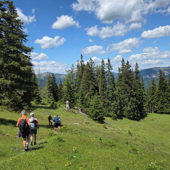 Eine Gruppe von Wanderern geht durch ein saftiges Feld mit hohen Bäumen, unter einem blauen Himmel mit Wolken. Sie tragen Rucksäcke und Trekkingstöcke.