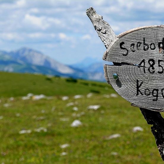 Ein hölzernes Schild mit der Nummer 485 ist an einem Ast angebracht, vor einem grünen Feld mit Bergen im Hintergrund.