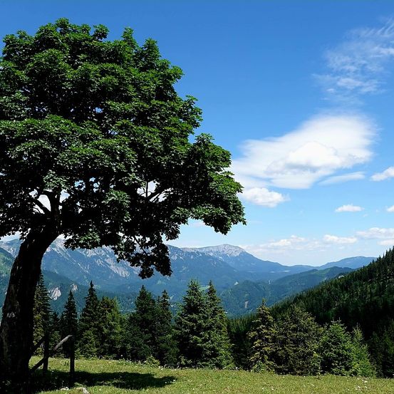 Ein großer Baum steht in einem grünen Feld mit klarem blauen Himmel und Bergen im Hintergrund.