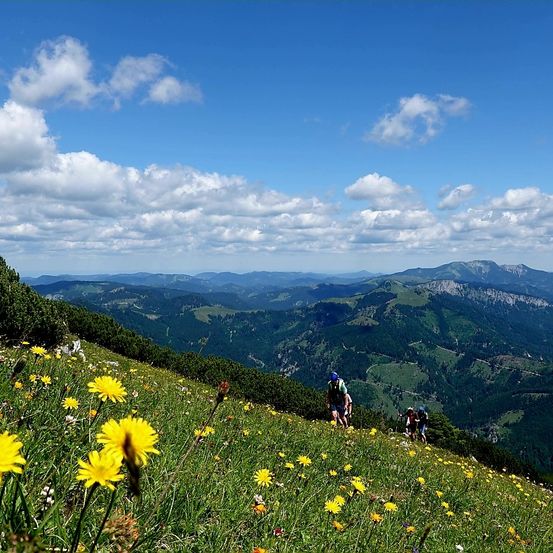 Zwei Wanderer durchqueren ein Feld voller gelber Blumen, vor dem Hintergrund eines klaren blauen Himmels mit verstreuten Wolken und fernen Bergen.