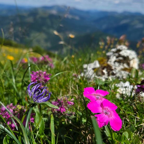 Eine Wiese mit leuchtenden Blumen, ein blauer Bergrücken im Hintergrund. Eine violette Blume im Vordergrund.
