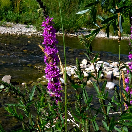 Ein Nahaufnahme von lila Wildblumen in der Nähe eines Flusses, mit Felsen und grünen Pflanzen im Hintergrund.