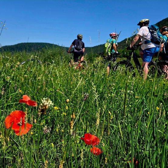 Drei Radfahrer durchqueren ein Feld mit hohem Gras und roten Mohnblumen unter einem klaren blauen Himmel.