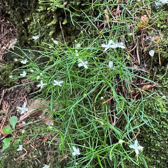 Ein Nahaufnahme einer Gruppe weißer Blüten, die auf einem Baumstamm wachsen. Die Blüten sind klein mit dünnen grünen Stielen. Der Hintergrund zeigt eine Mischung aus Moos und trockenen Blättern.