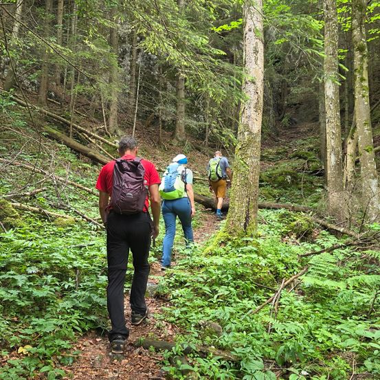 Drei Wanderer im Wald, einer mit einem roten Shirt, ein anderer mit einer blauen Mütze und ein Dritter in einem grünen Shirt, laufen auf einem schmalen Pfad.