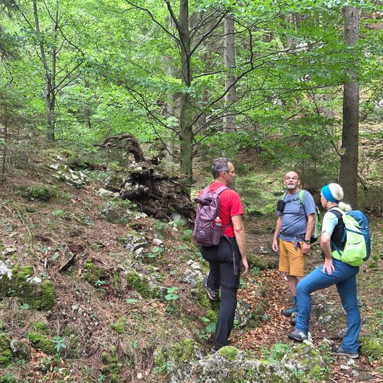Drei Wanderer, zwei Männer und eine Frau, gehen auf einem Waldweg, einer mit einem roten Shirt und einer mit einem grünen Rucksack.