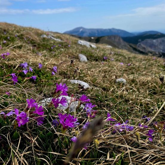 Ein Hügel, bedeckt mit lila Blumen und Steinen, mit Bergen im Hintergrund.
