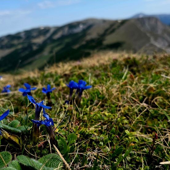 Ein Nahaufnahme von blauen Alpenblumen mit einem Bergrücken im Hintergrund. Die Blumen sind klein und gruppiert.