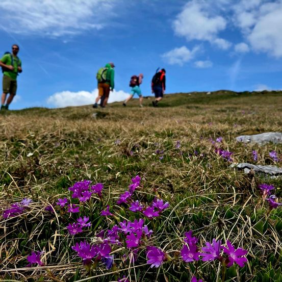 Eine Gruppe von Wanderern durchquert einen grasigen Hügel mit Wildblumen im Vordergrund unter einem teilweise bewölkten Himmel.