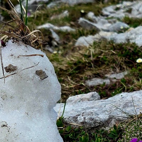 Zwei Personen wandern auf einem felsigen Bergpfad mit Wildblumen. Ein großer Felsen und grüne Vegetation sind im Vordergrund.