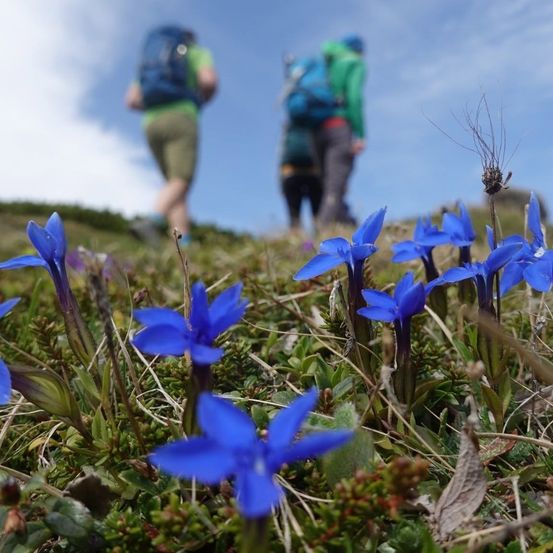 Zwei Menschen wandern auf einem grasbewachsenen Hügel unter einem teilweise bewölkten Himmel, umgeben von blauen Blumen.