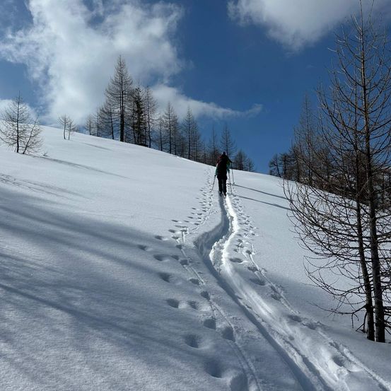 Eine Person fährt auf einem verschneiten Hügel mit Bäumen an den Seiten Langlauf. Die Person trägt einen Rucksack und Skistöcke.