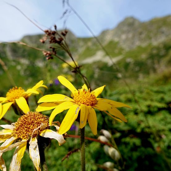 Eine Nahaufnahme von drei gelben Blumen mit grünen Blättern und einem Berg im Hintergrund.